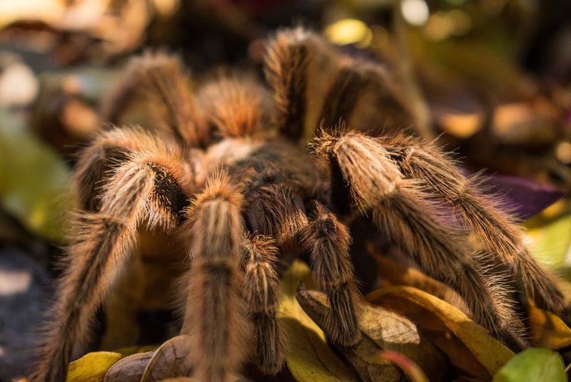 How long do tarantulas live lifespan
