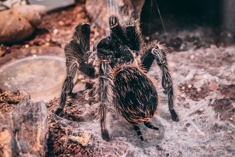 Pet Tarantula Care Sheet · TarantulaPet.com